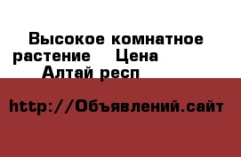 Высокое комнатное растение. › Цена ­ 3 000 - Алтай респ.  »    